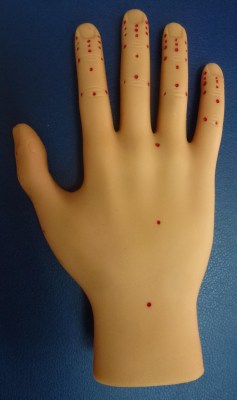 Model of right hand